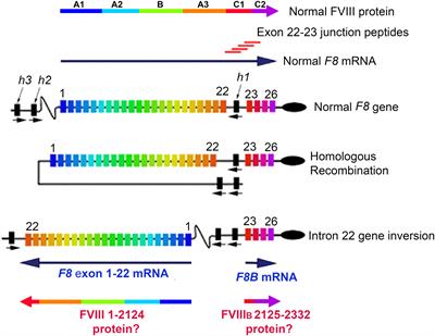 Hemophilia A subjects with an intron-22 gene inversion mutation show CD4+ T-effector responses to multiple epitopes in FVIII